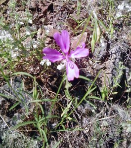 Clarkia Biloba