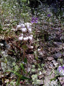 Collinsia Tinctoria