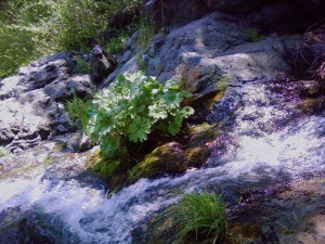 Veined Water Lichen (Peltigera hydrothyria ) in the middle of a stream cascading down over rocks glistening in the sun