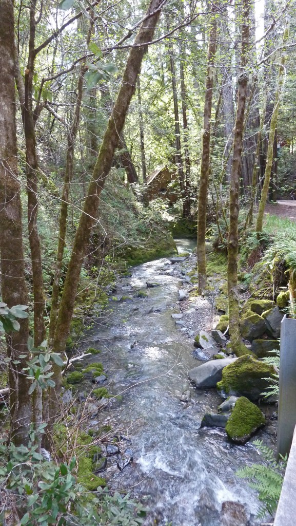 A rushing stream illuminated by patches of sunlight bordered by mossy banks, stones and a forest of thin trees.